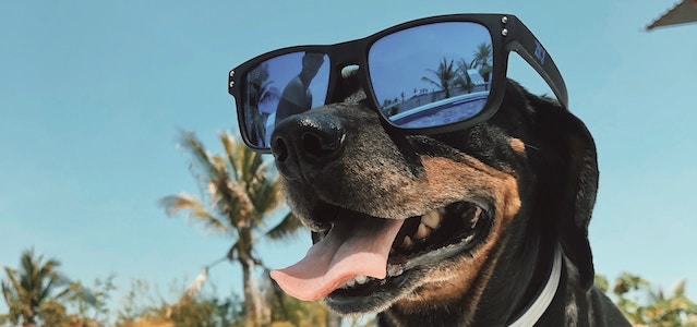 Dog Sunglasses